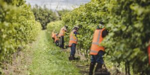 Solving Seasonal Labour Shortages in Australia