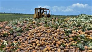 Managing waste in your Australian agribusiness and reaping the profits